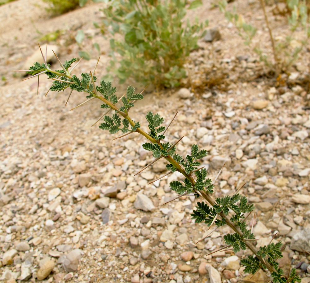 Изображение особи Vachellia tortilis ssp. raddiana.