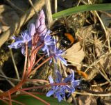 Scilla bifolia