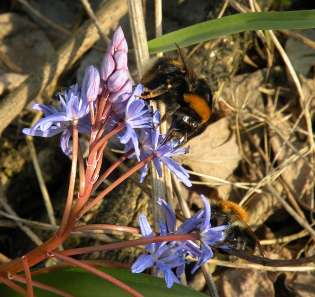 Image of Scilla bifolia specimen.