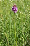 Dactylorhiza baltica