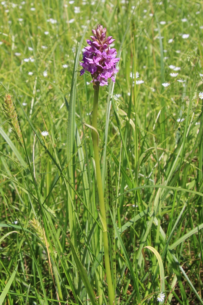 Image of Dactylorhiza baltica specimen.