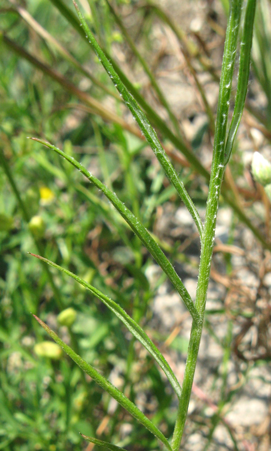 Image of Centaurea cyanus specimen.