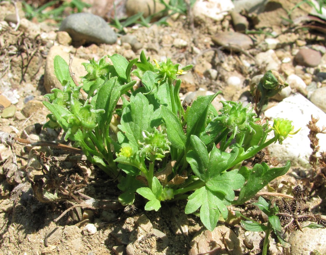 Изображение особи Ranunculus muricatus.