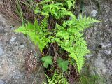 Dryopteris chinensis. Растение на скале. Приморский край, Находкинский городской округ, окр. пос. Врангель. 06.07.2012.