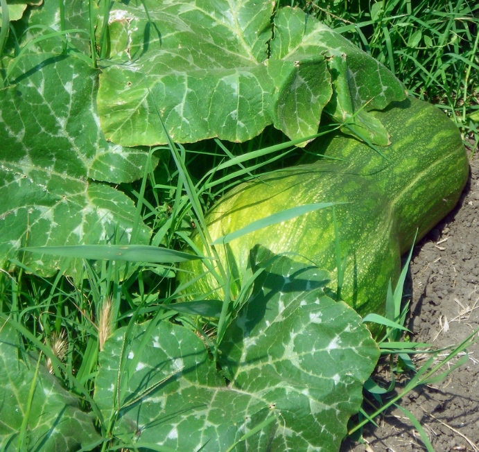 Image of Cucurbita pepo specimen.