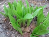 Lilium candidum. Гнездо луковиц в начале осенней вегетации. Крым, пос. Черноморское, в культуре. 30.08.2010.