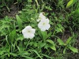 Petunia × hybrida