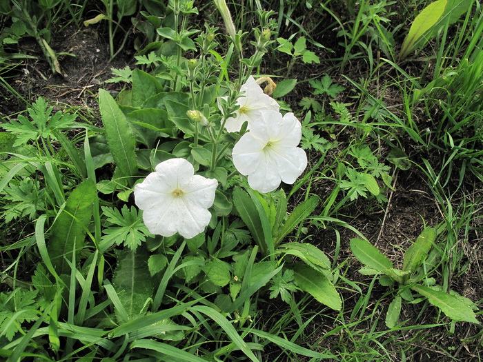 Изображение особи Petunia &times; atkinsiana.
