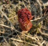 Paeonia tenuifolia