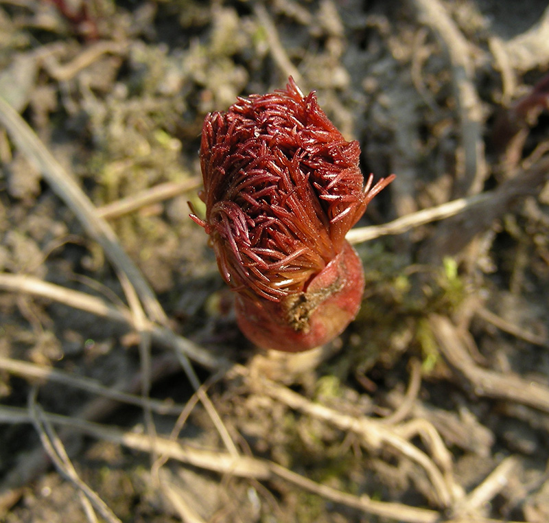 Image of Paeonia tenuifolia specimen.