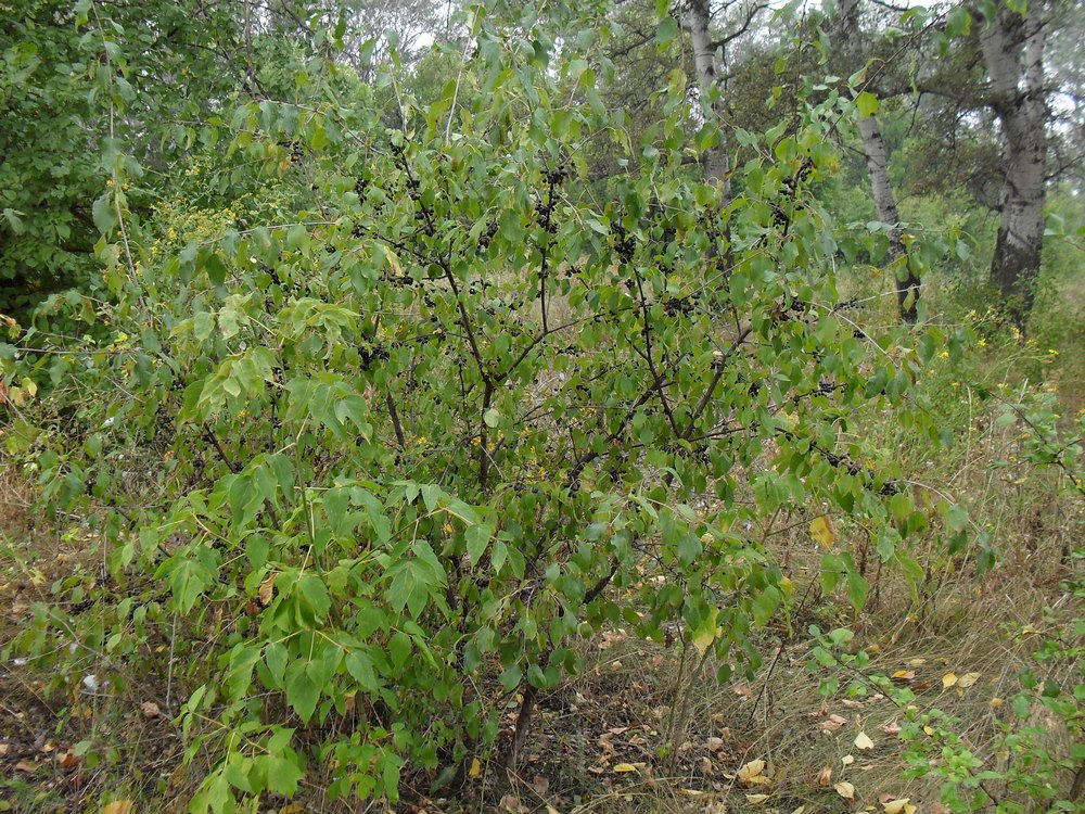 Image of Rhamnus cathartica specimen.