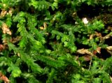 Selaginella borealis