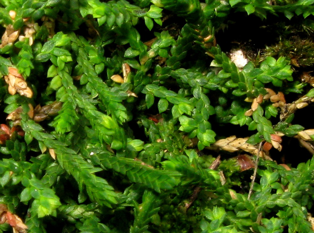 Image of Selaginella borealis specimen.