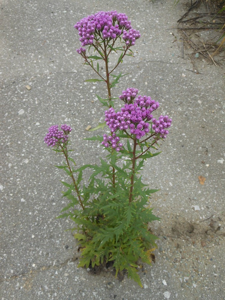 Image of Saussurea neopulchella specimen.