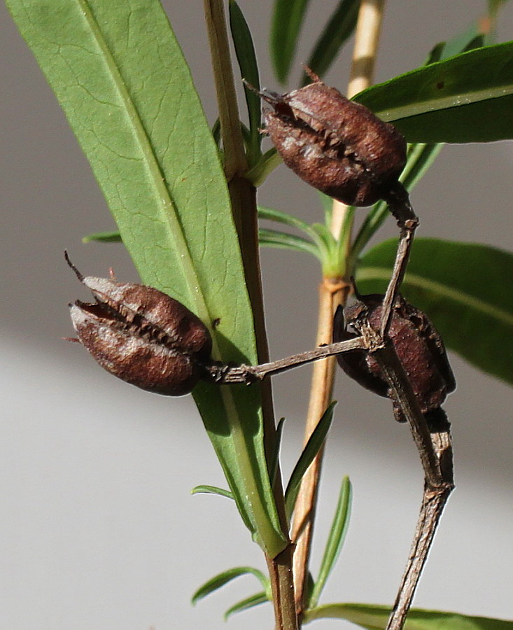 Image of genus Hypericum specimen.