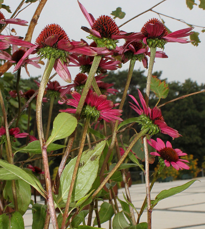 Изображение особи Echinacea purpurea.