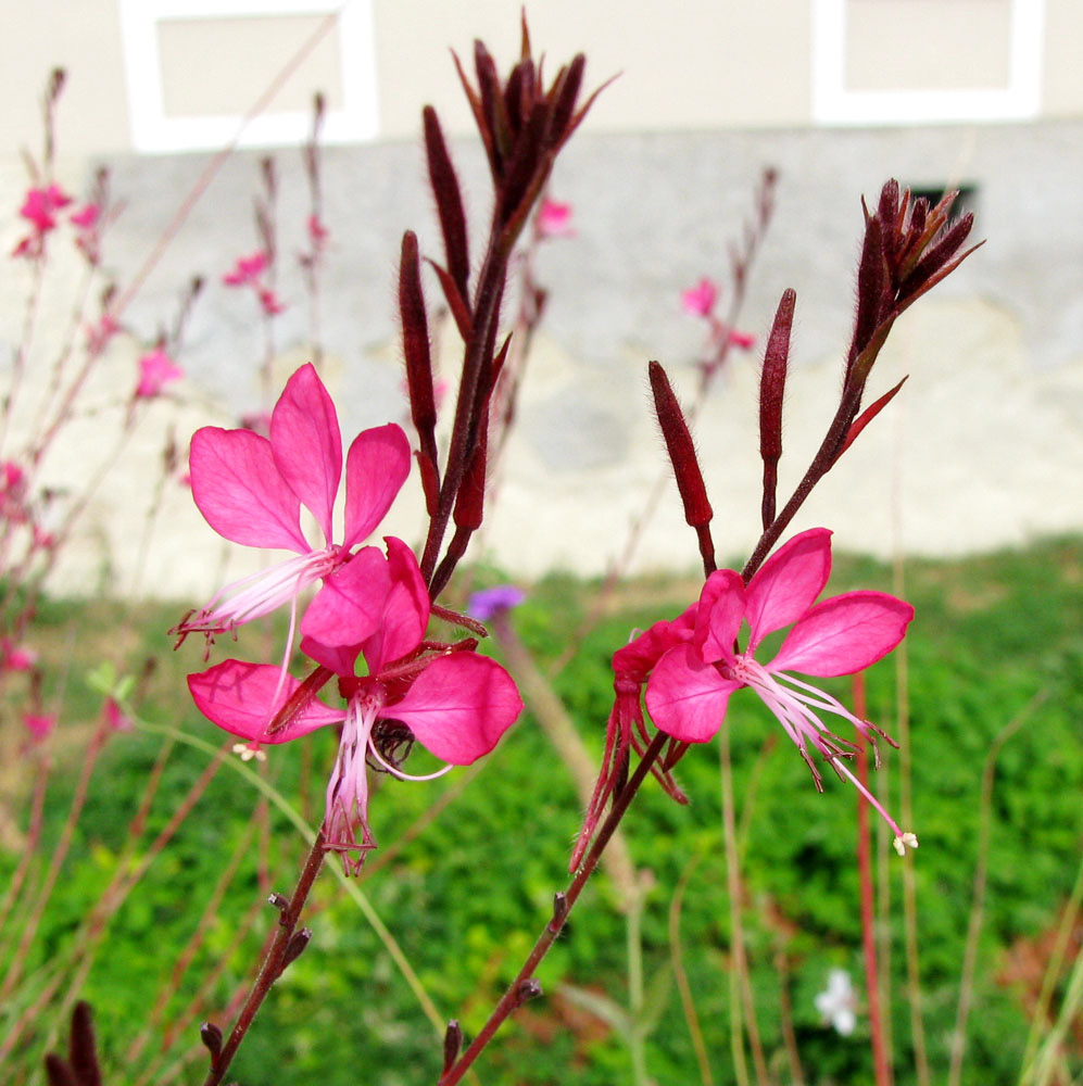 Image of Gaura lindheimeri specimen.
