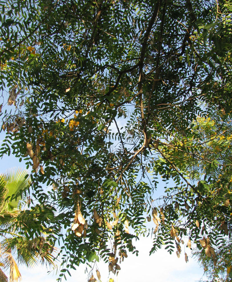 Image of Tipuana tipu specimen.