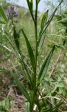 Polygala comosa. Средняя часть побега. Ростовская обл., Персиановская степь, Аютинские склоны, верхняя часть правого коренного берега р. Аюта. 15.05.2012.