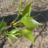 Populus balsamifera. Верхушка побега с молодыми листьями. Курская обл., г. Железногорск, в посадке. 28 апреля 2009 г.