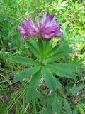 Trifolium lupinaster. Верхушка цветущего растения. Иркутская обл., пос. Листвянка, крутой склон с редким сосняком. 03.07.2012.