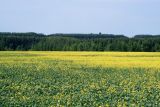 Изображение особи. Автор - Виталий Гуменюк