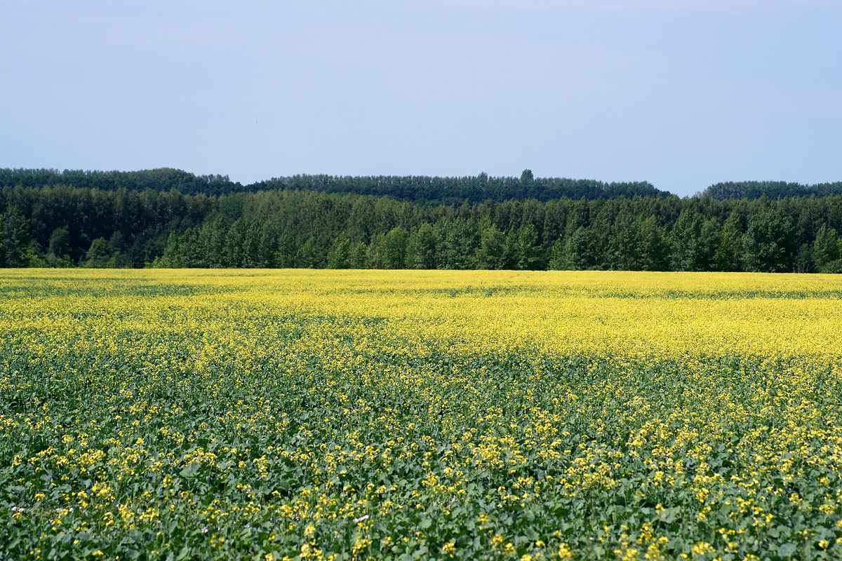 Изображение особи Brassica napus.