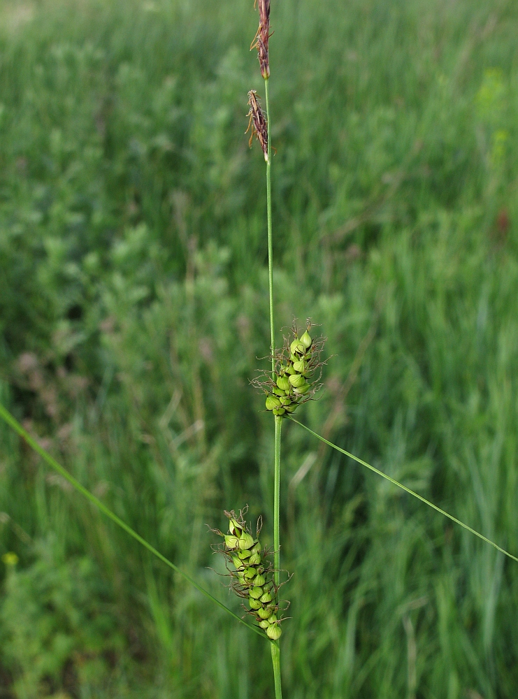 Изображение особи Carex melanostachya.