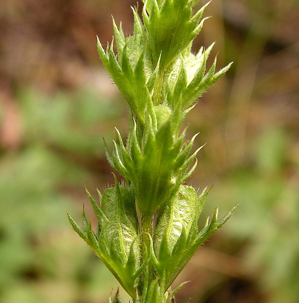 Изображение особи Euphrasia maximowiczii.