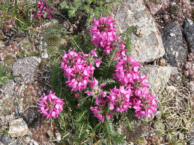 Image of Pedicularis rubens specimen.