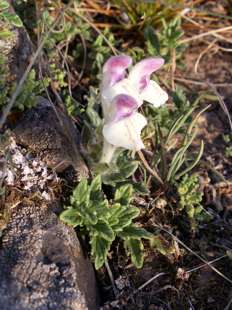 Image of Scutellaria oligodonta specimen.