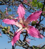 Ceiba speciosa