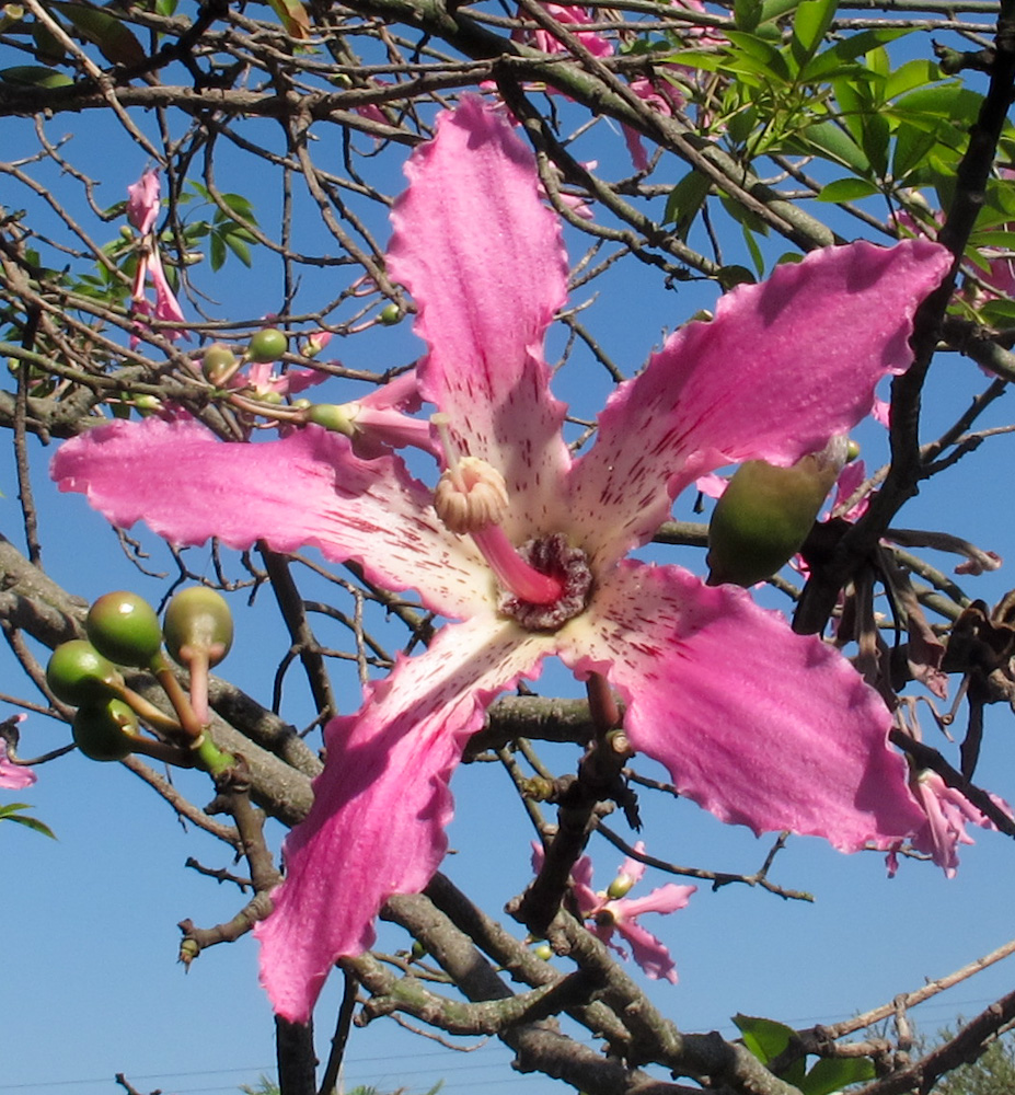 Изображение особи Ceiba speciosa.