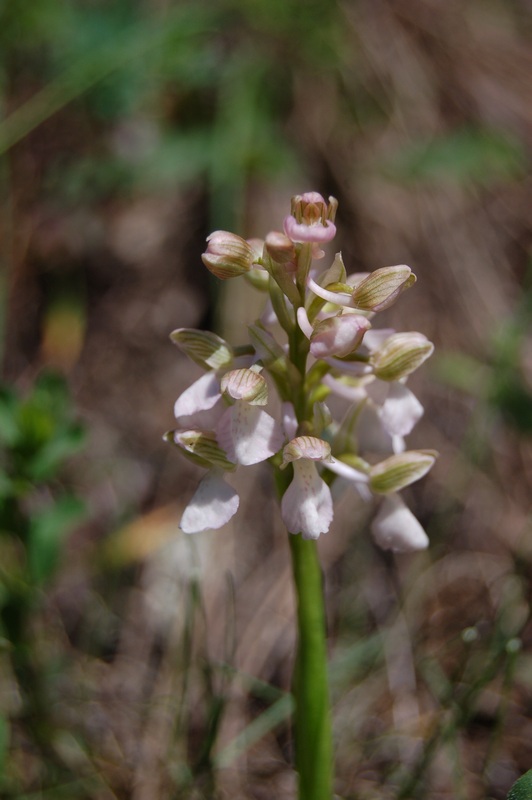 Image of Anacamptis morio ssp. caucasica specimen.