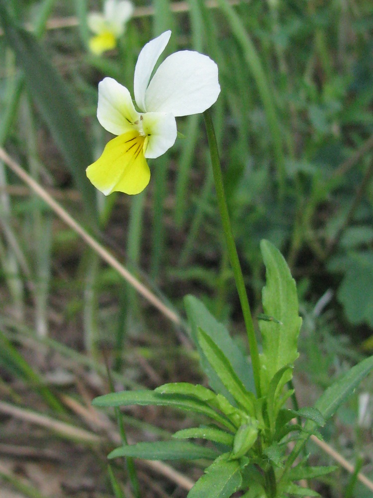 Image of Viola matutina specimen.