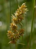 Carex spicata