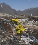 Draba oreades