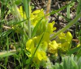 Astragalus pubiflorus