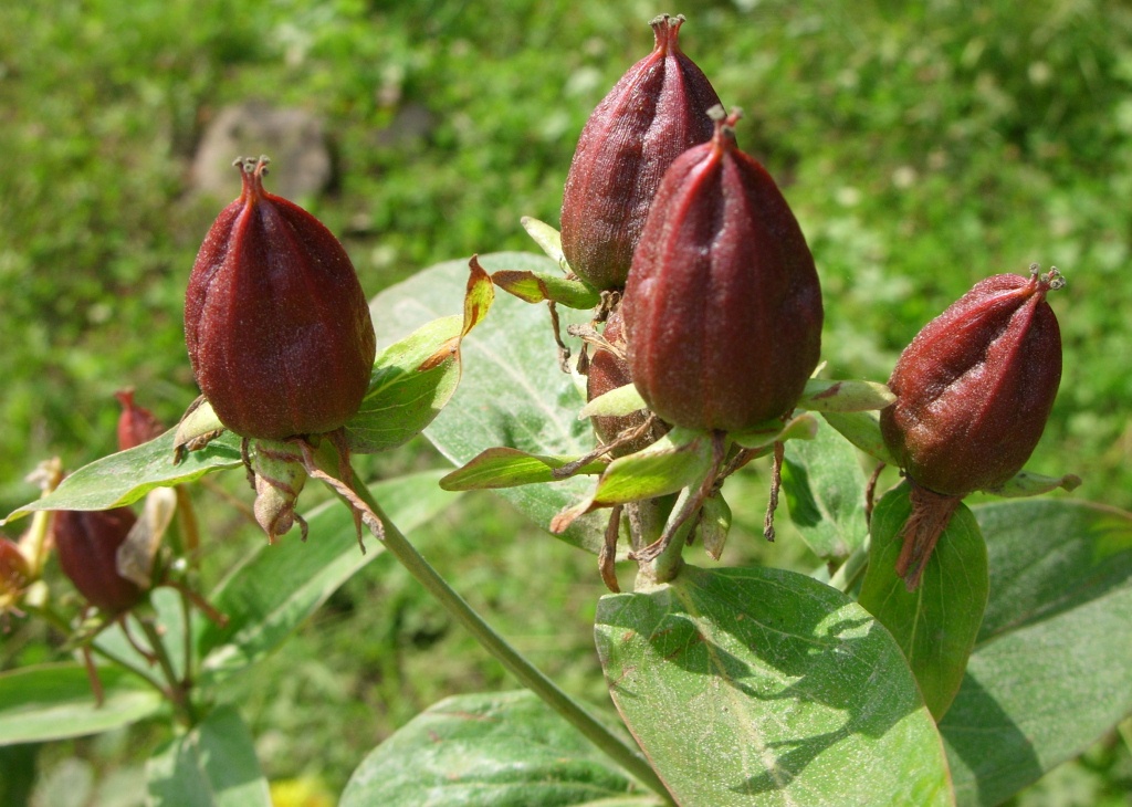 Изображение особи Hypericum gebleri.