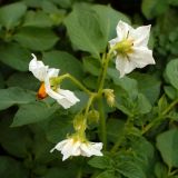 Solanum tuberosum. Соцветие. Свердловская обл., окр. г. Североуральск, дачный участок. 07.08.2010.