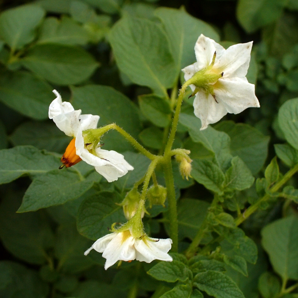 Изображение особи Solanum tuberosum.