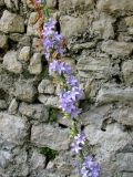 Campanula pyramidalis. Часть соцветия. Хорватия, Истрия, г. Пореч. 06.09.2012.