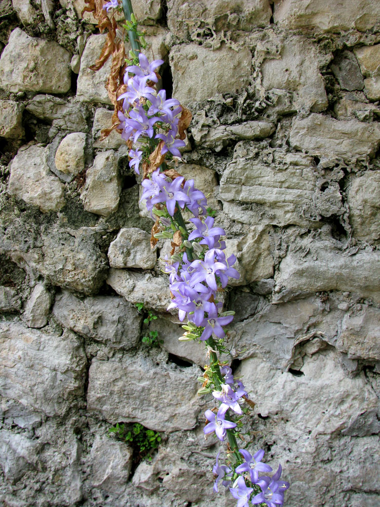 Изображение особи Campanula pyramidalis.