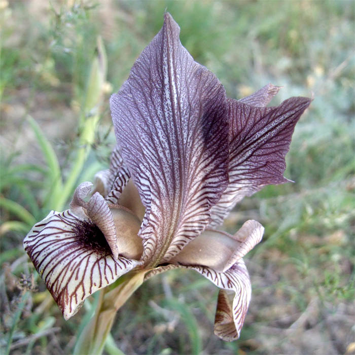 Изображение особи Iris acutiloba.