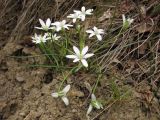 Ornithogalum woronowii. Цветущее растение. Южный Берег Крыма, гора Аю-Даг. 26 апреля 2013 г.