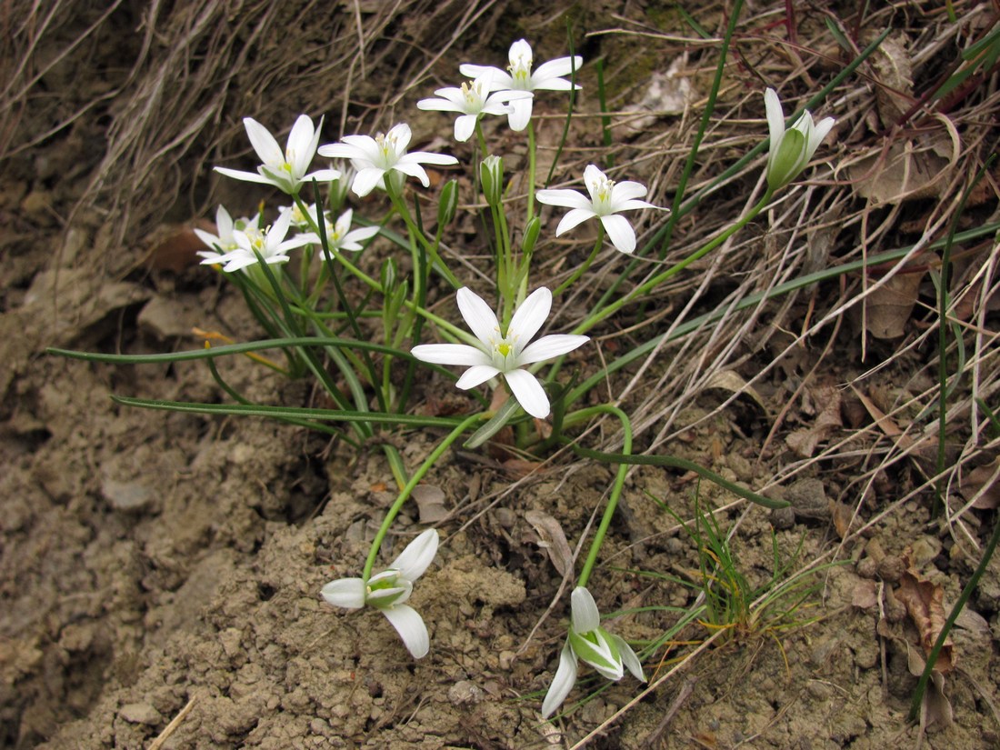 Изображение особи Ornithogalum woronowii.