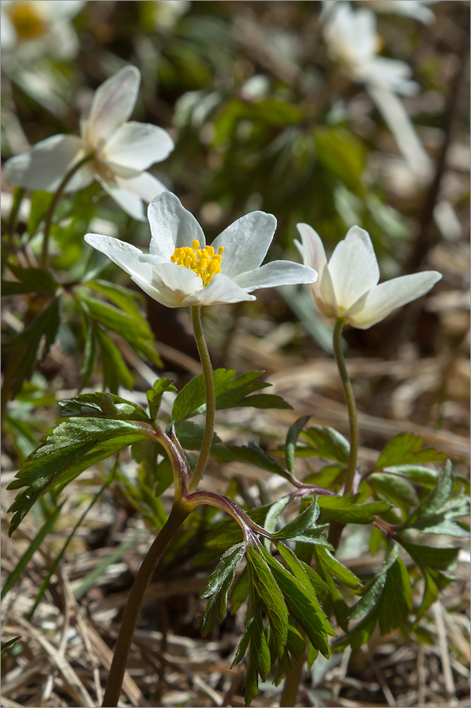 Изображение особи Anemone nemorosa.