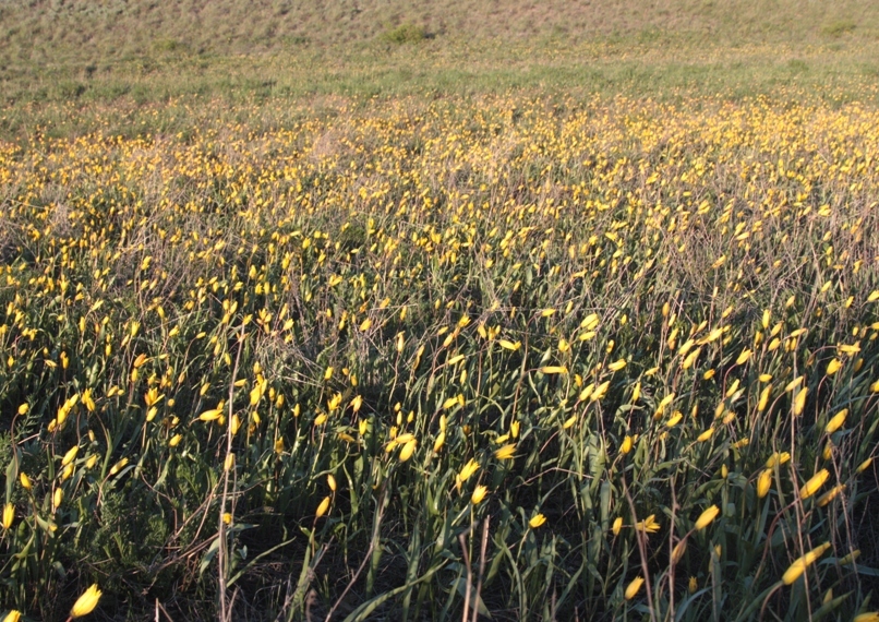 Изображение особи Tulipa scythica.