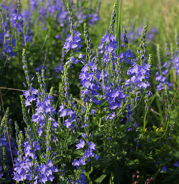 Изображение особи Veronica teucrium.