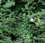 Rosa omeiensis f. pteracantha